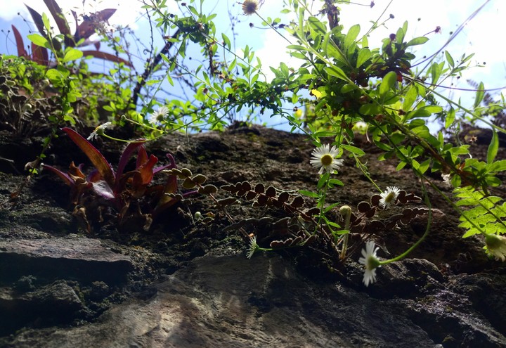 PLANTAS.