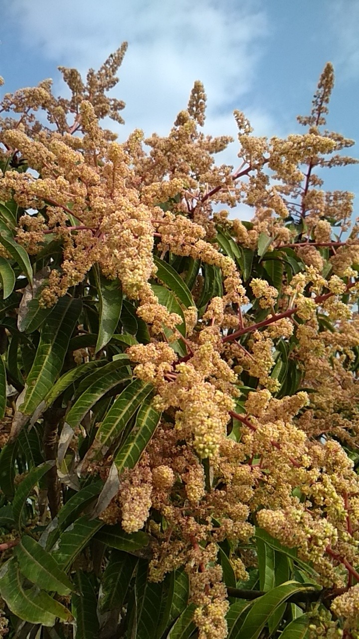 Mango Tree