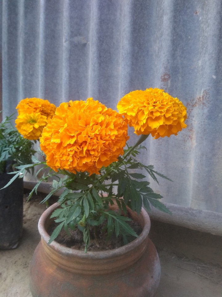 simple click