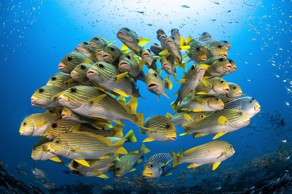 #fish