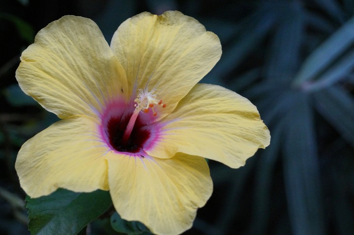 Hibiskus