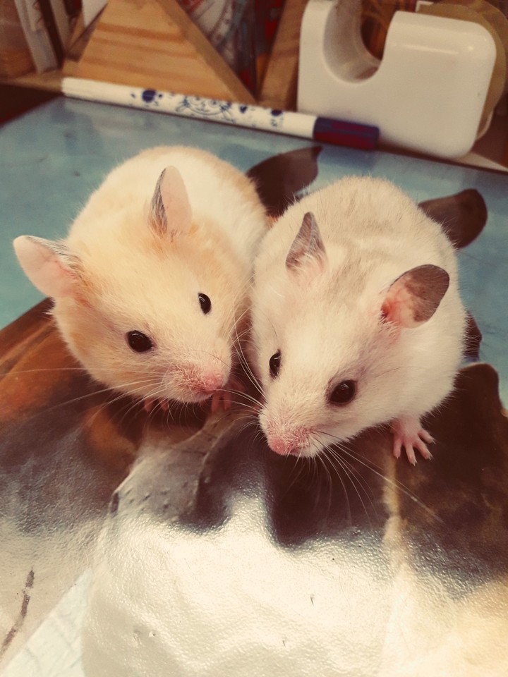 Alvin & Teo
