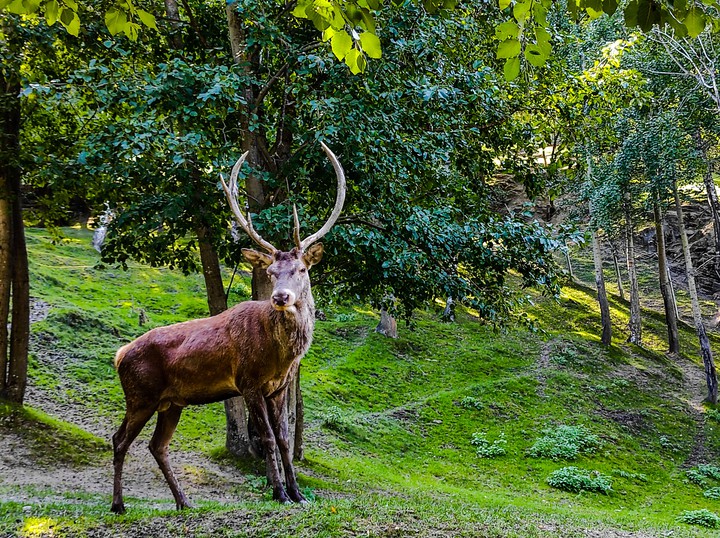 Deer