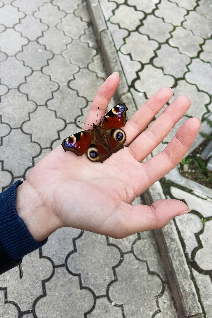 Butterfly fly away (no filters)