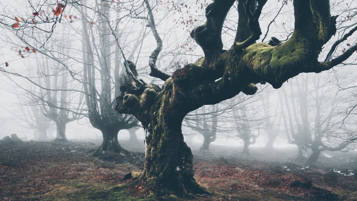 forest