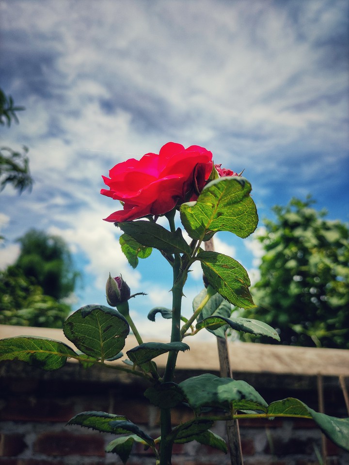 beautiful rose