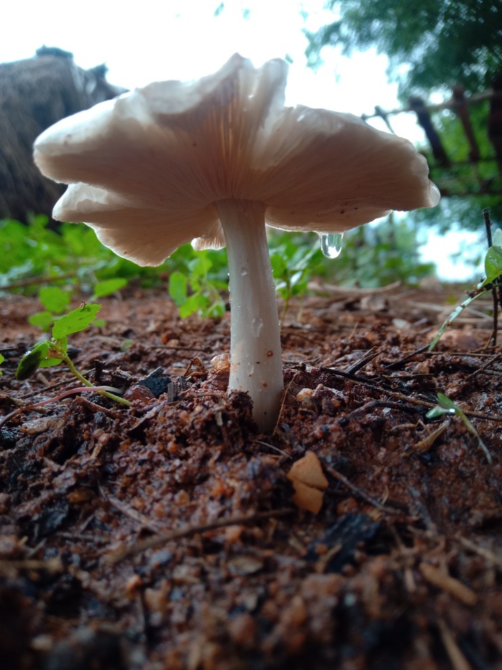 fungus!!!!!!
