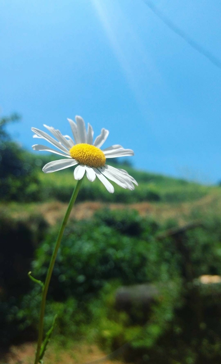 Margarida