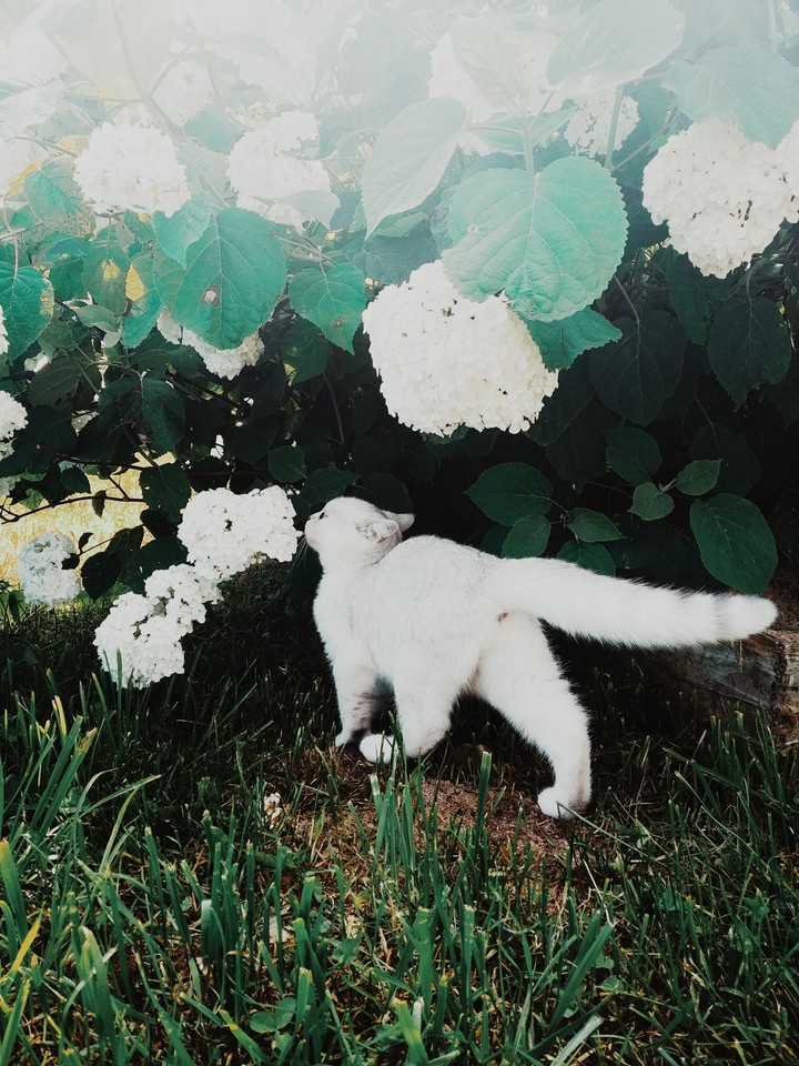 кот