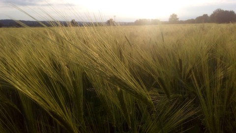 Grain