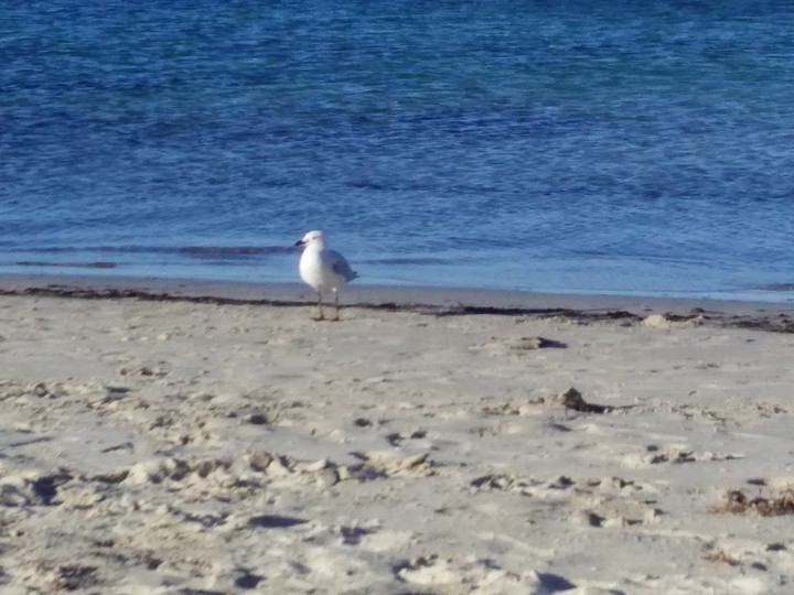 Sun, surf, sea & seagull