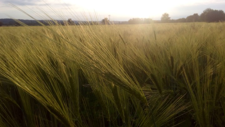 Grain