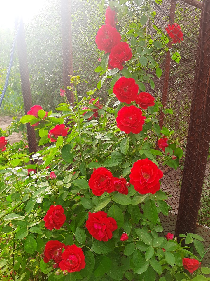 rose