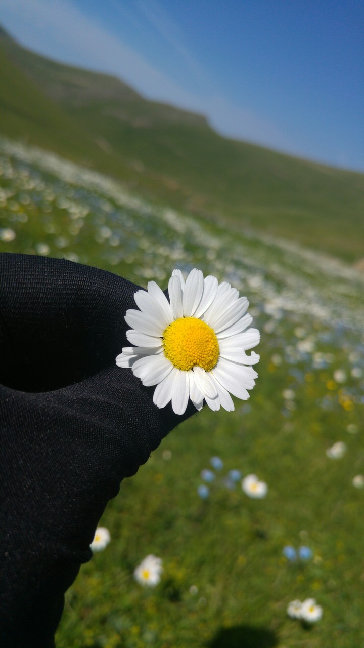 papatya