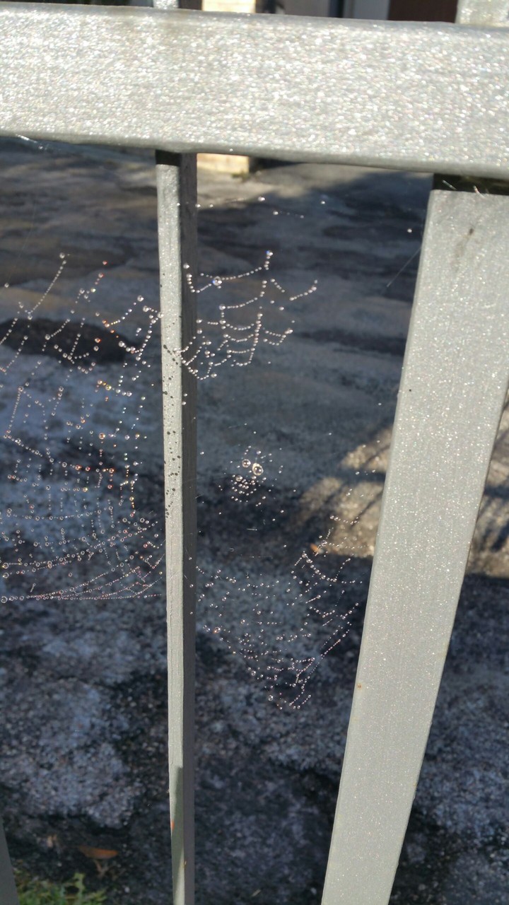 spider's web
