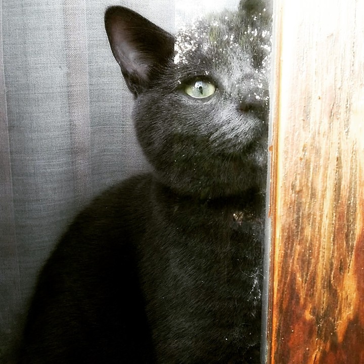 Gatto Ozzzi