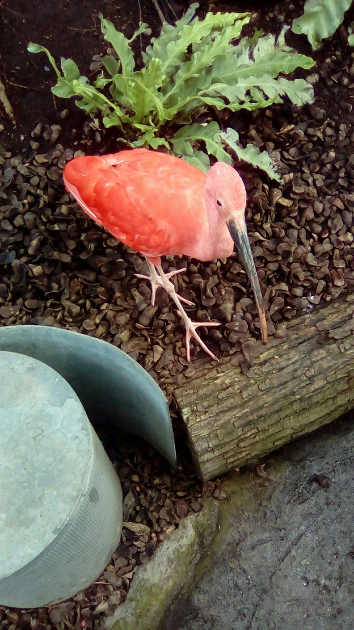 ibis