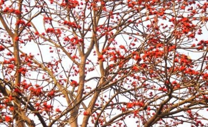 tree with red flowers