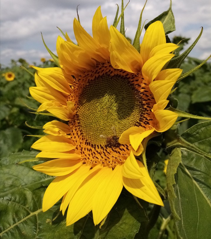 Le roi de l'été