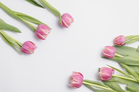 tulip, flower वॉलपेपर