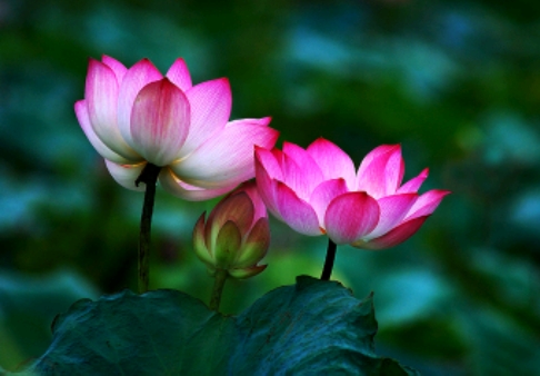 lotus ♥♥♥♥♥♥♥♥