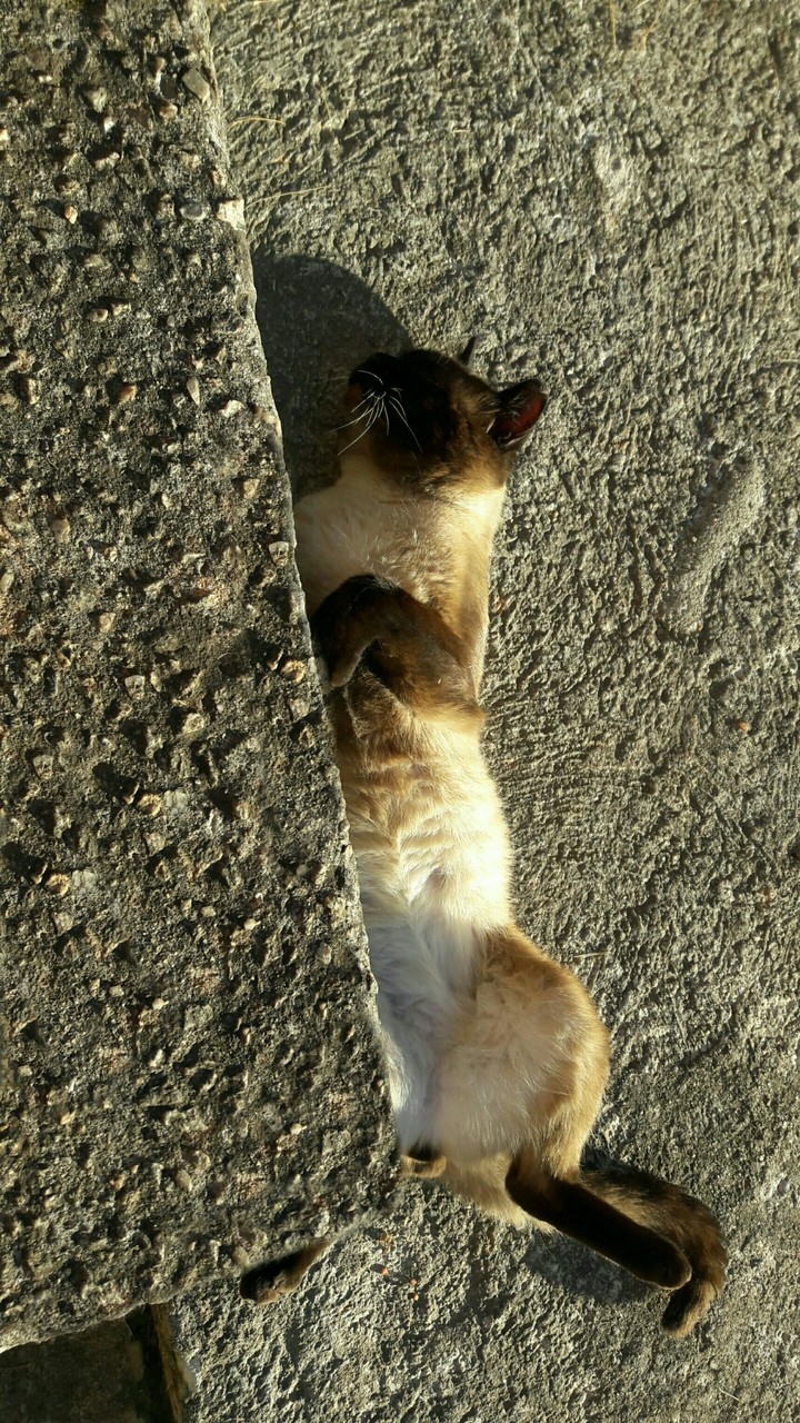 cat