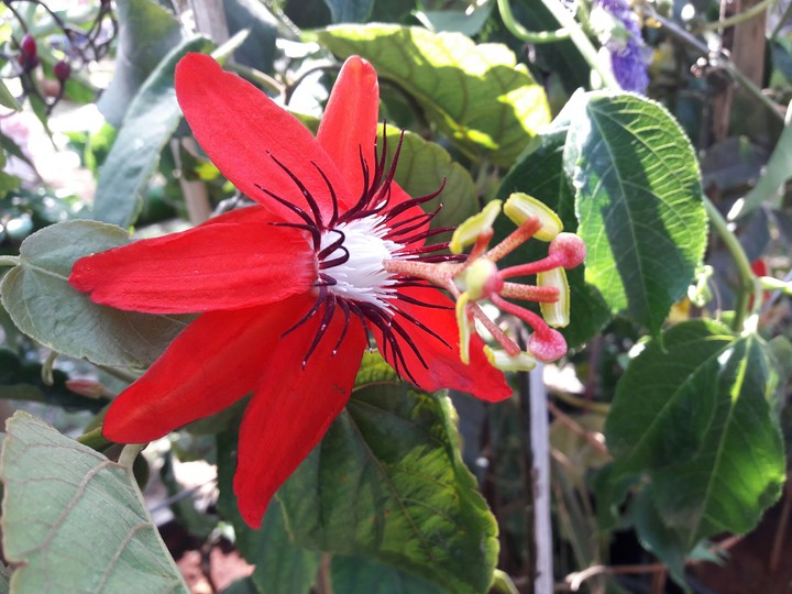 red bloom
