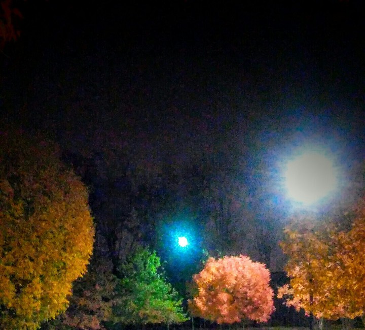4 diffrent colour trees