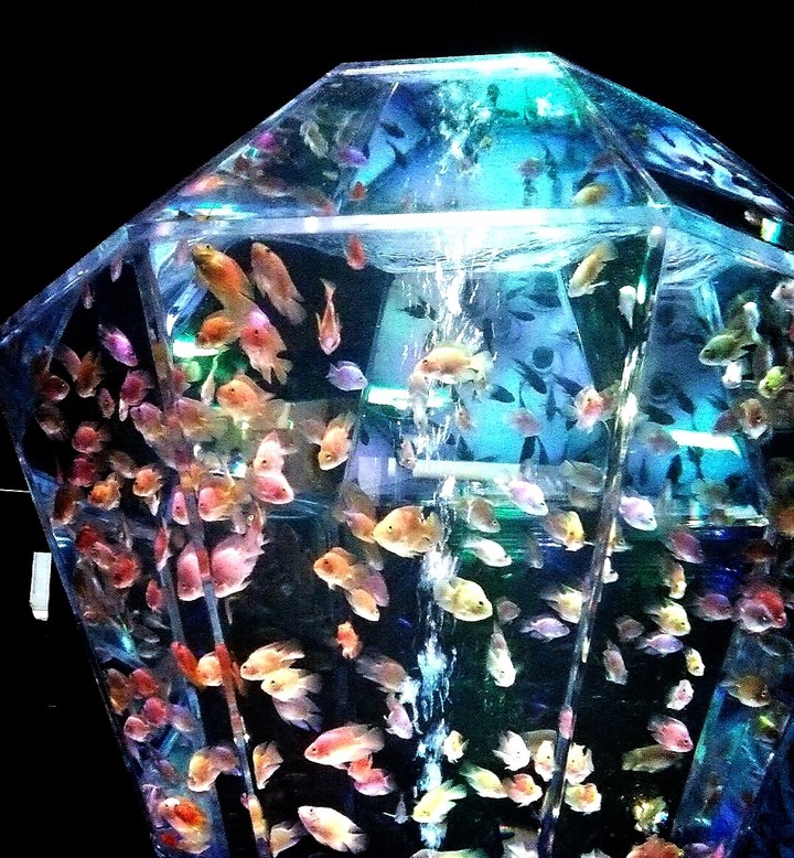 金魚