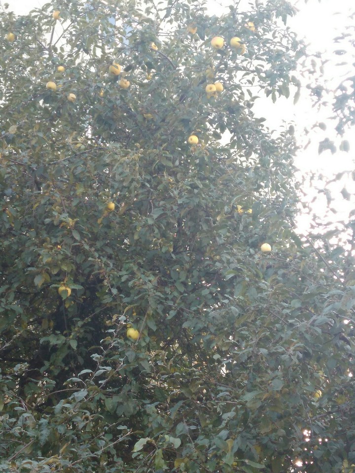 apples
