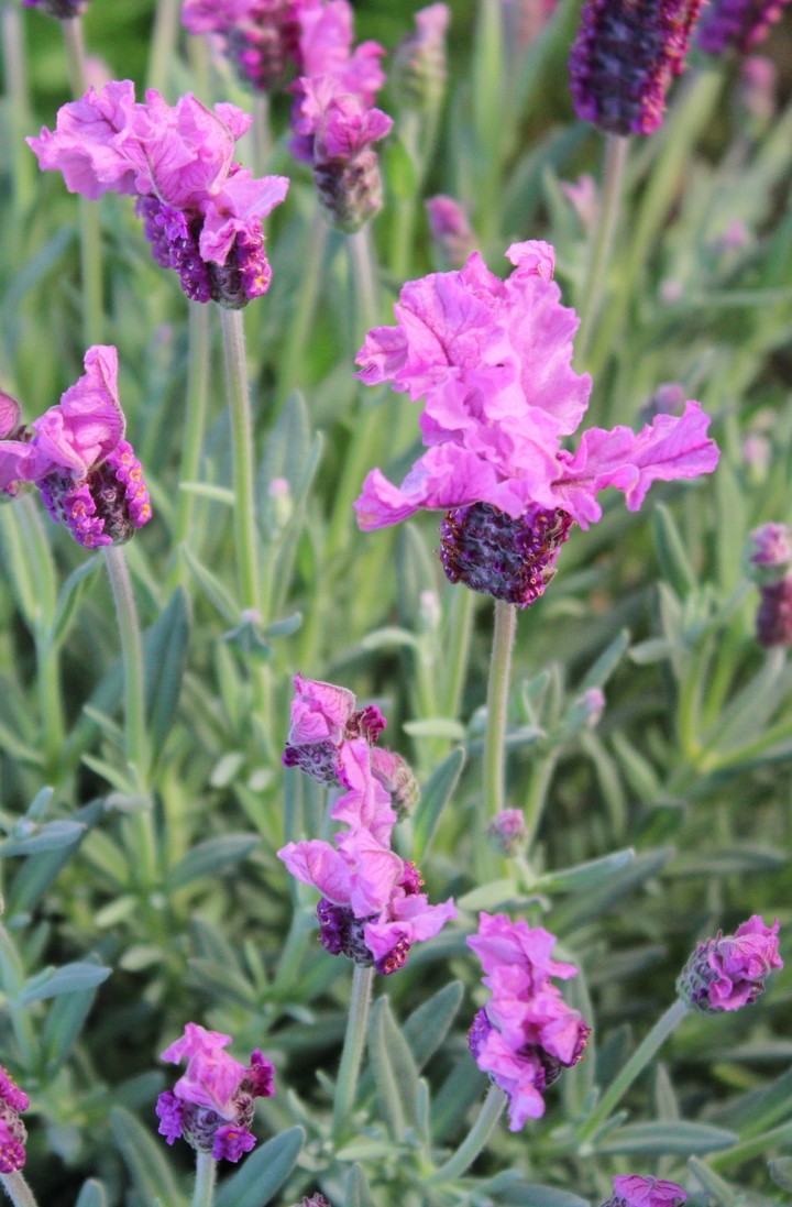 lavander