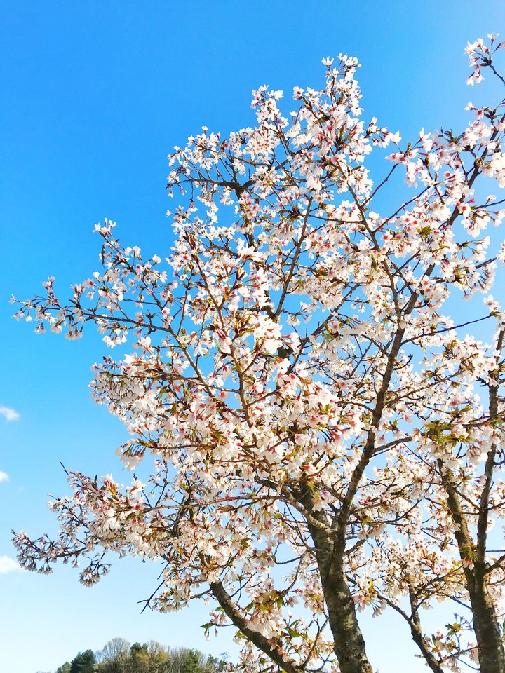 cherry blossom
