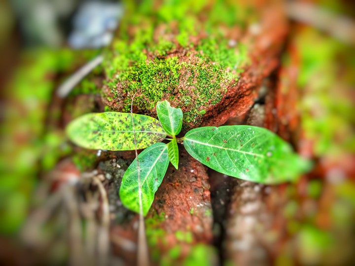 mobile photography