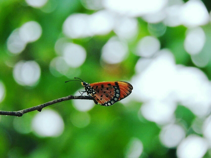 butterfly