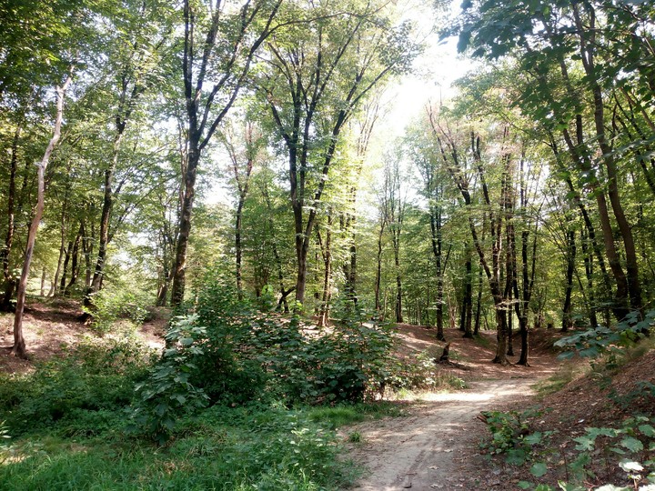nature