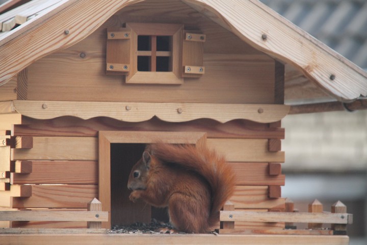 squirrel
