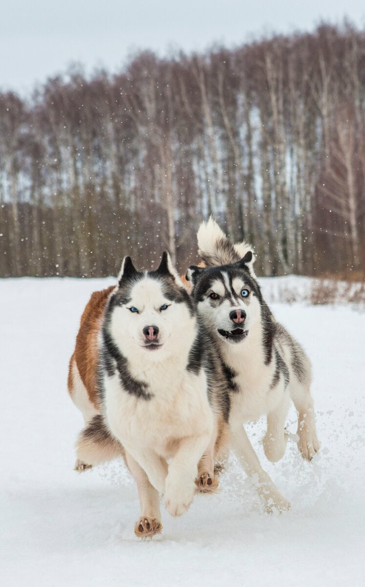 dogs