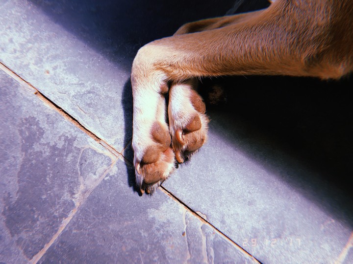love in the form of dog paws