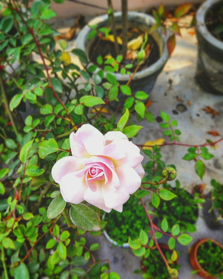 Flower.