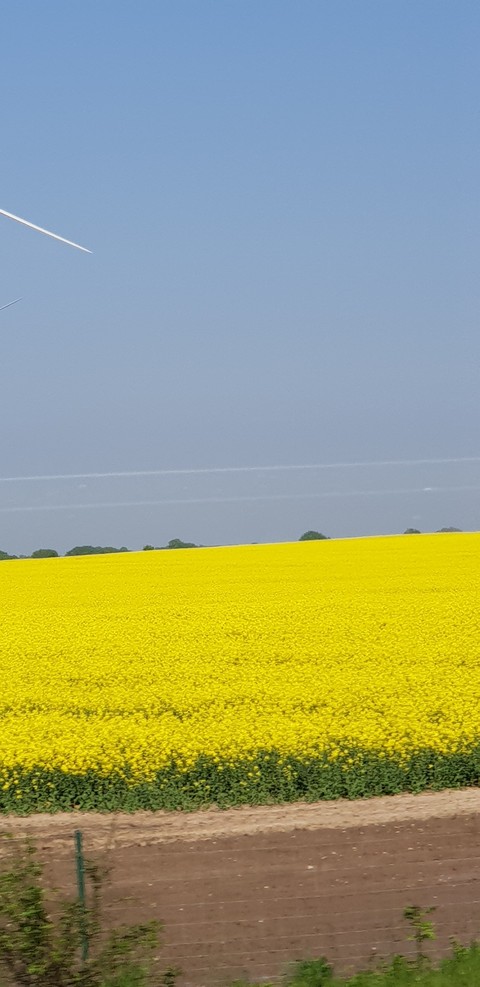 Rapsfeld