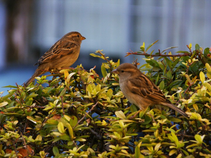 sparrows