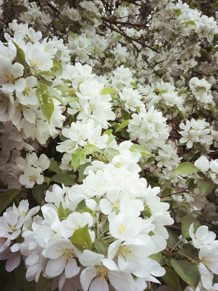 AppleBlossom