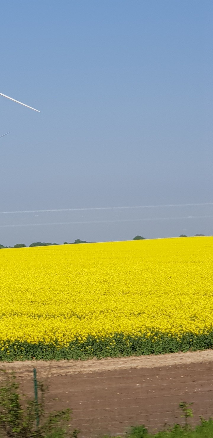 Rapsfeld