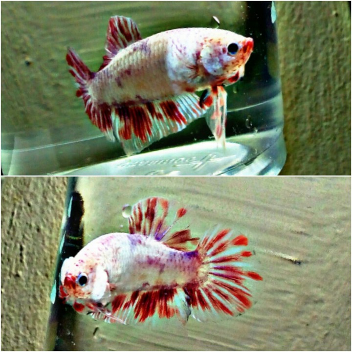 Betta fish plakat fancy