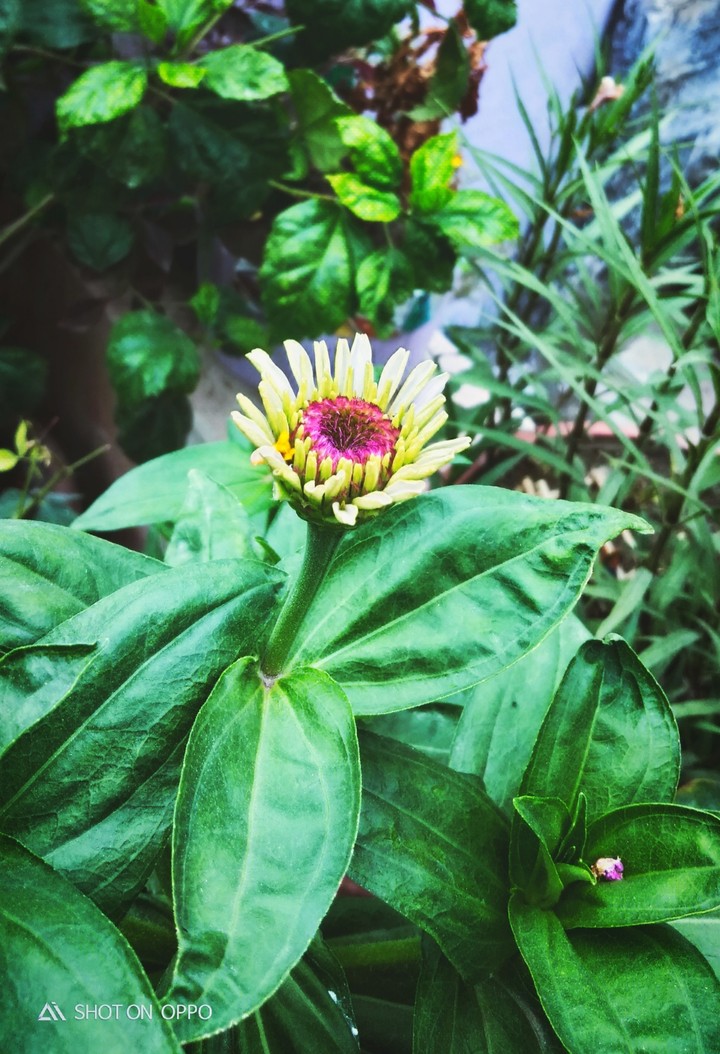 RISING FLOWER