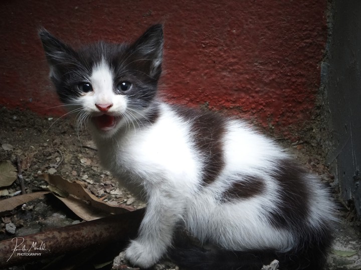 Baby cat