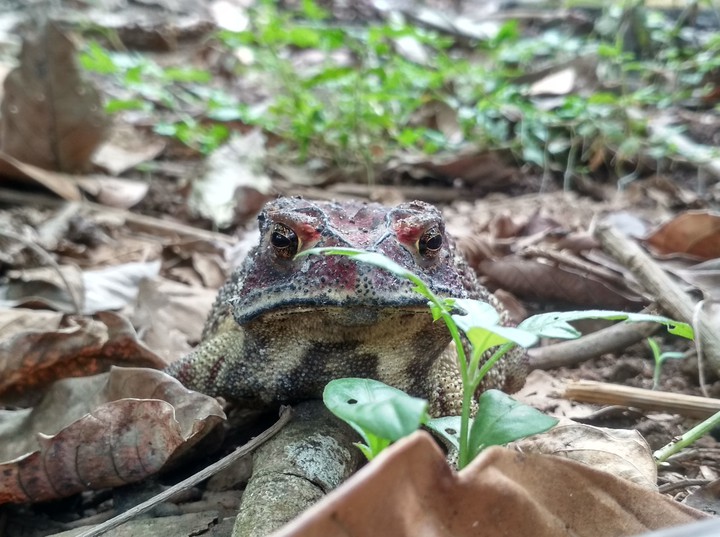 Frog