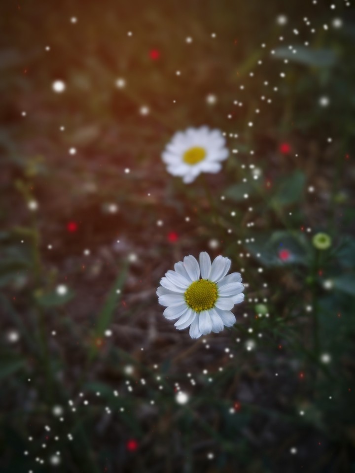 Fairy peace!