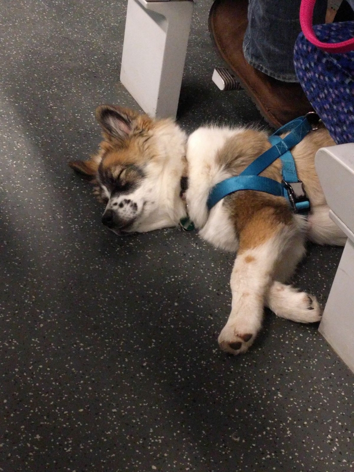#dog #animal