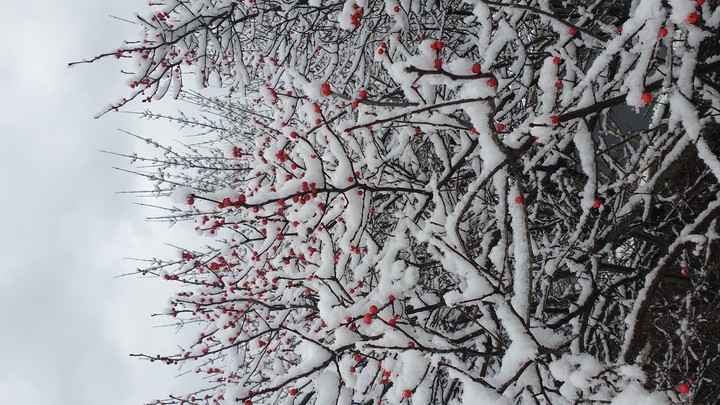 ohh snow